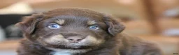 Australian Shepherd dogs for sale: forrest - Ad 8