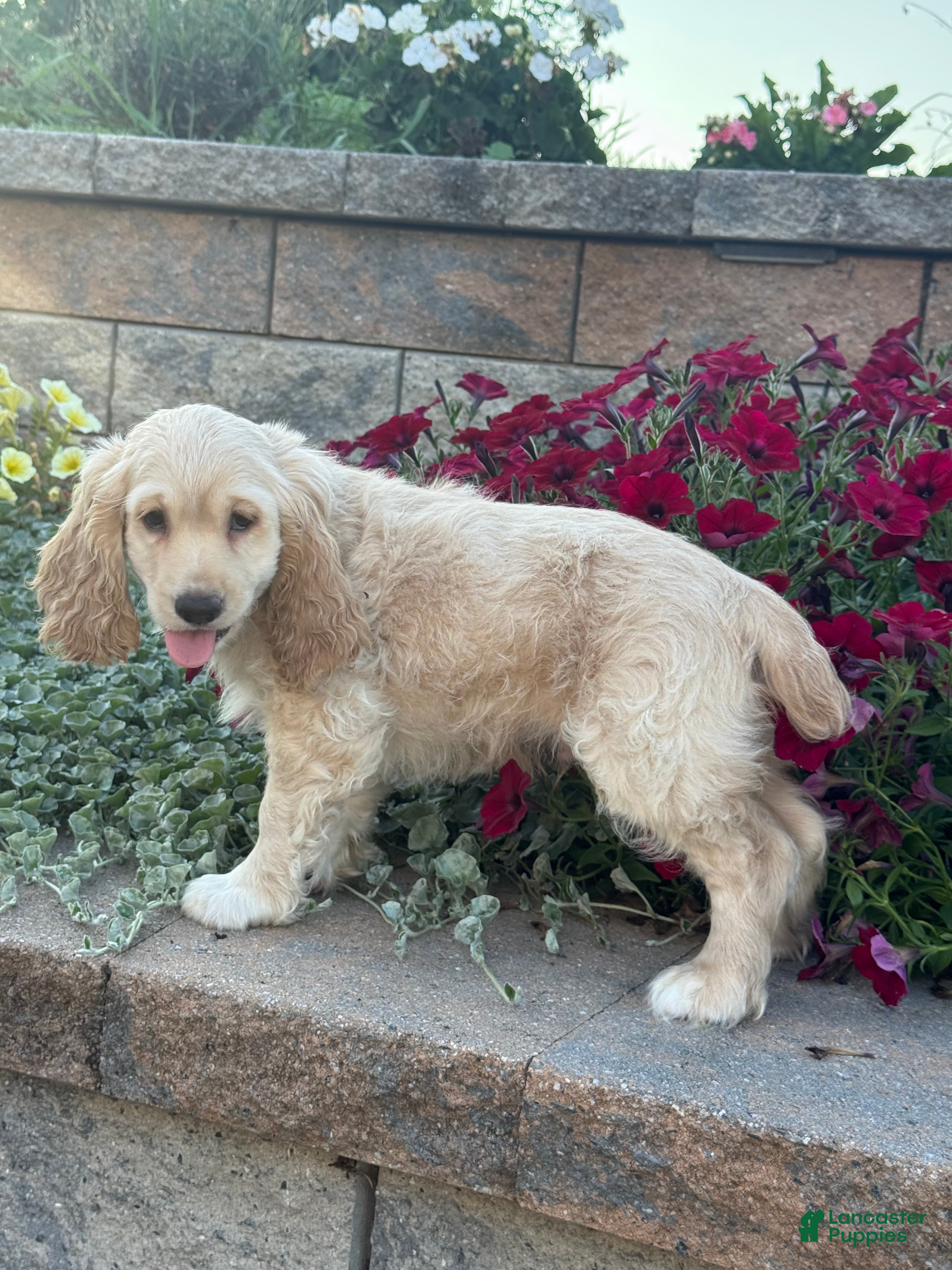Cocker Spaniel dogs Cowboy  - Ad 27