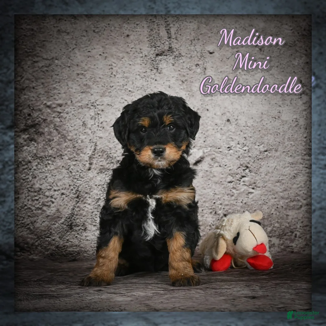 Mini Goldendoodle dogs for sale: Madison - Ad 1