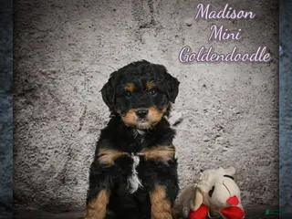 Mini Goldendoodle dogs for sale: Madison - Ad 3