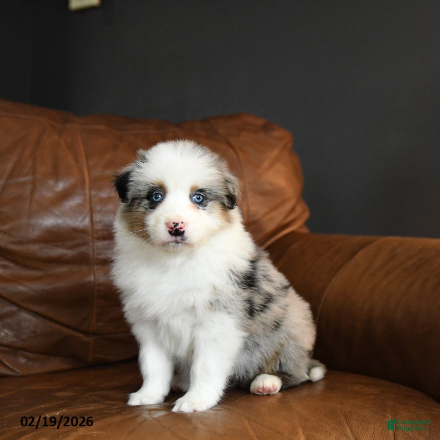 Australian Shepherd dogs Daisy - Ad 1