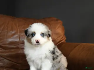 Australian Shepherd dogs for sale: Daisy - Ad 2