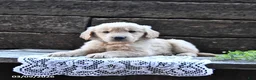 Goldendoodle dogs for sale: Benji - Ad 4