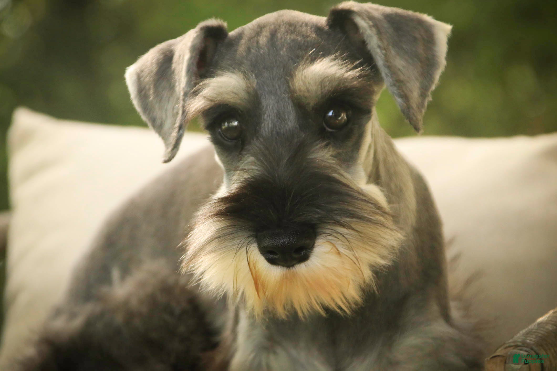 Miniature Schnauzer dogs Qeleigh Miniature Schnauzer (crate and leash Trained) - Ad 2