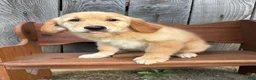 Golden Retriever dogs for sale: Duke - Ad 23