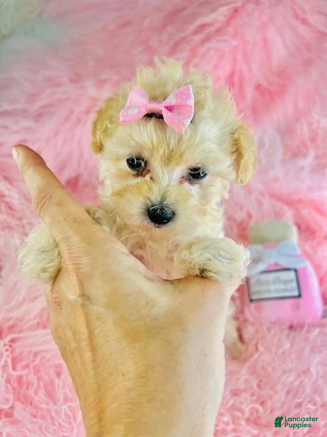 Toy Poodle dogs for sale: Toy Poodle Puppy 1 - Ad 4