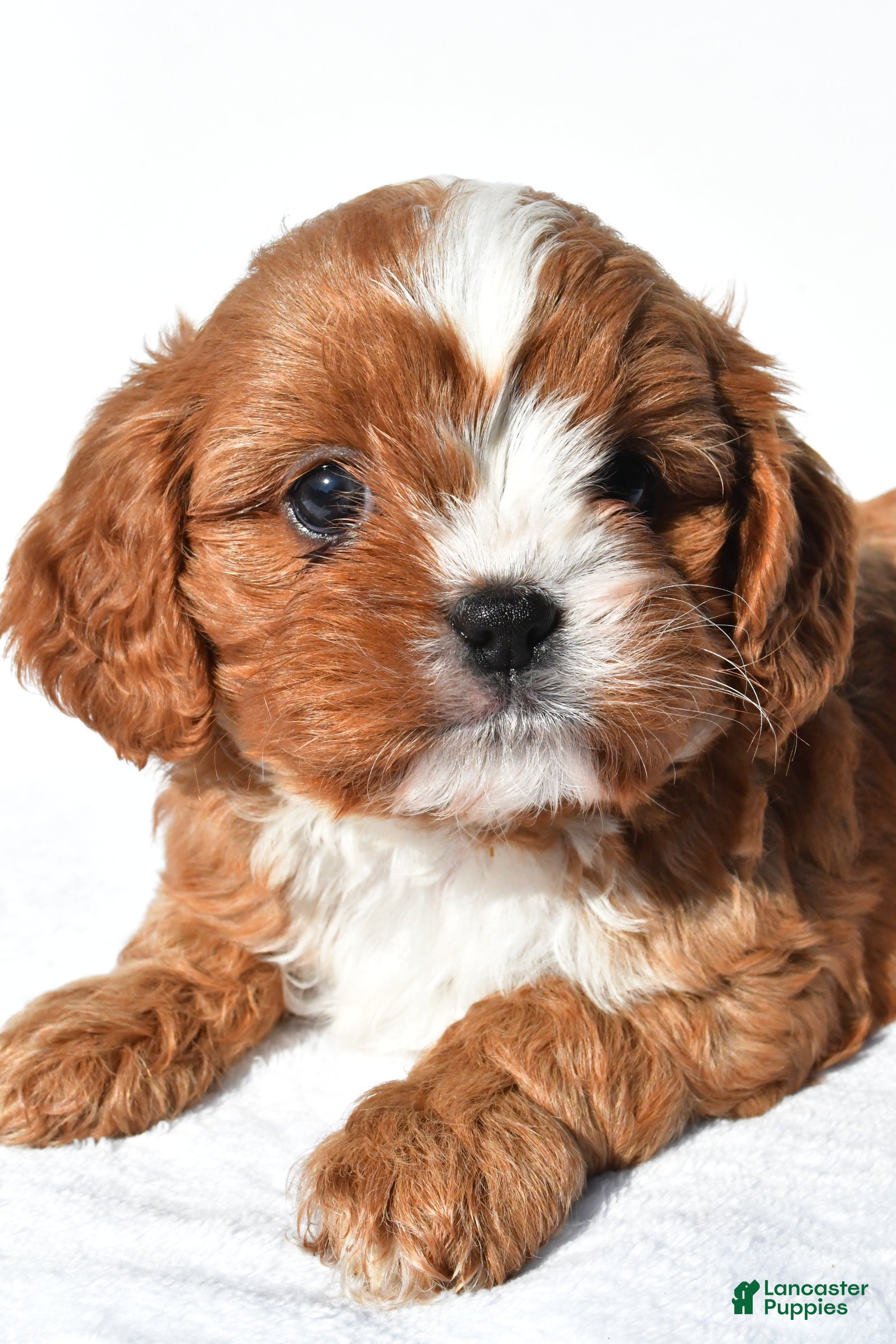 Cavapoo dogs Chestnut  - Ad 2