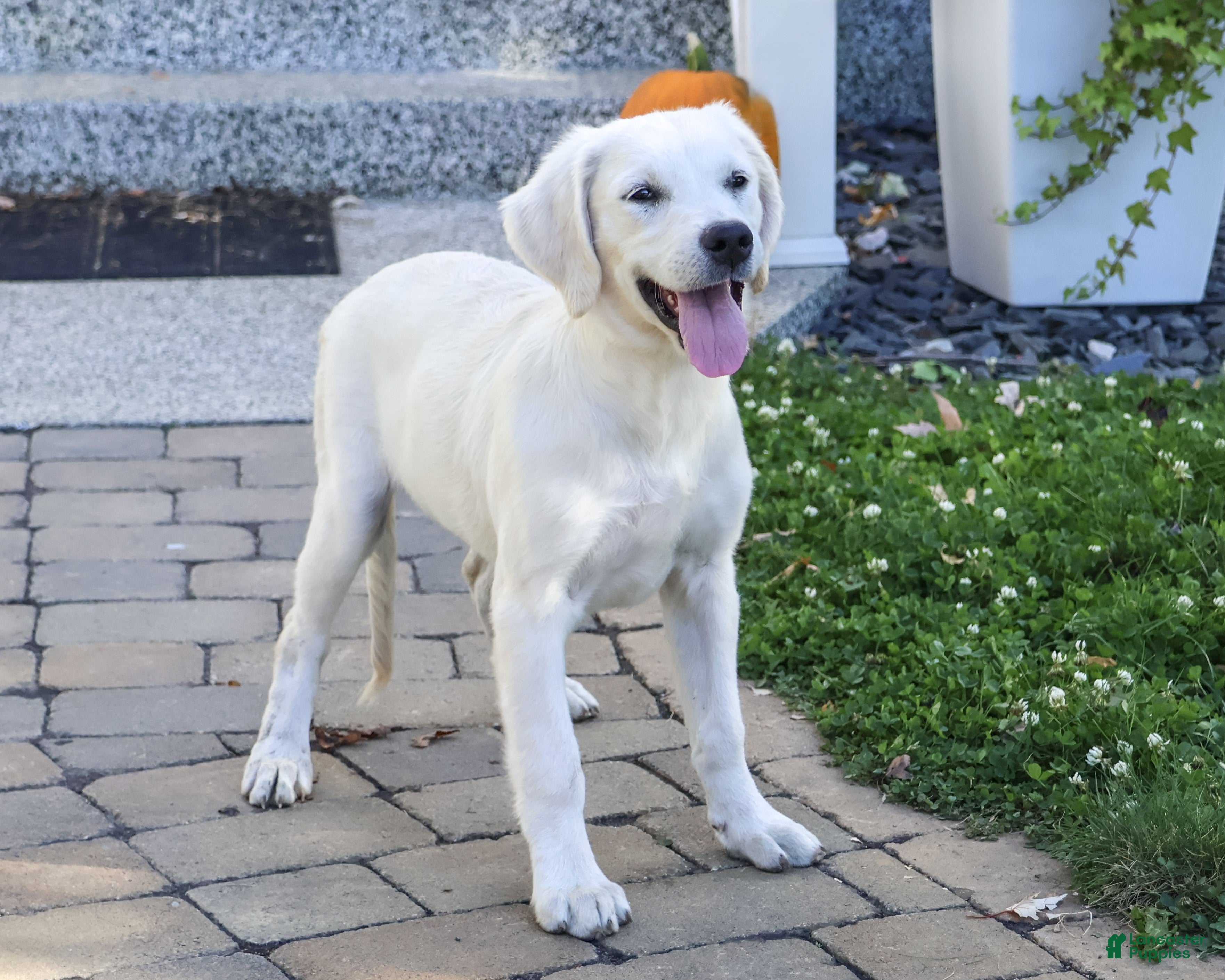 Golden Retriever dogs for sale: Twinkle - Ad 1