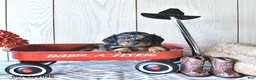 Miniature Dachshund dogs for sale: Tanya - Ad 3