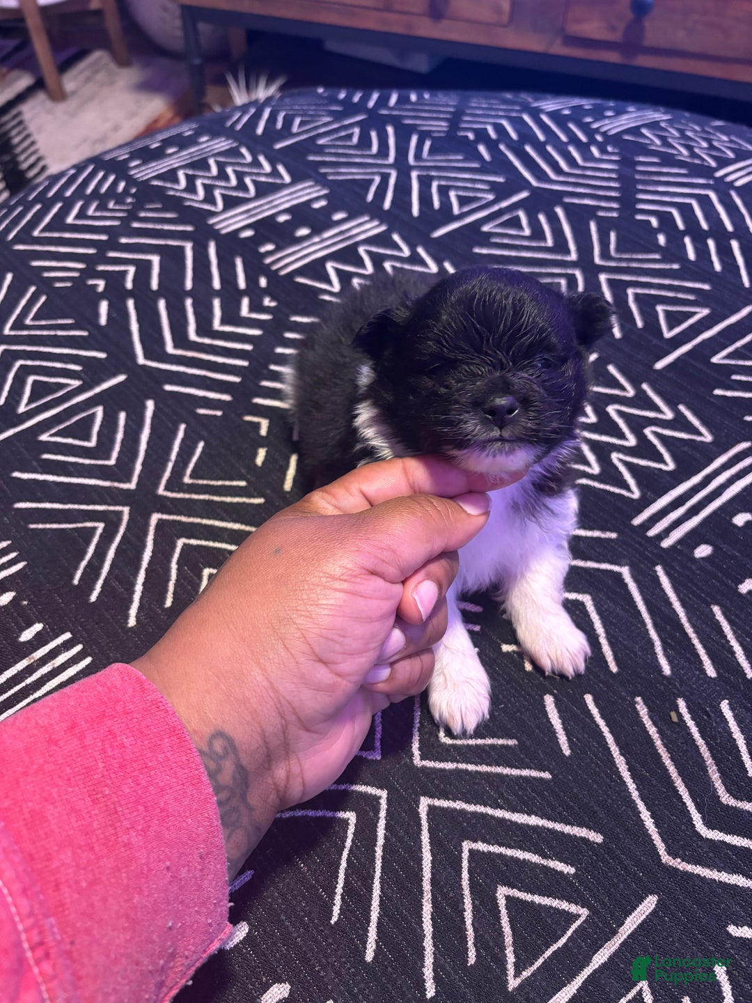 Pomeranian dogs for sale: Champ - Ad 2