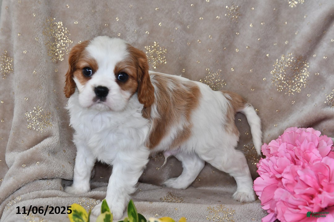 Cavalier King Charles Spaniel dogs for sale: Charlie - Ad 8