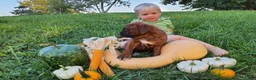 Boxer dogs for sale: Snickers AKC - Ad 4