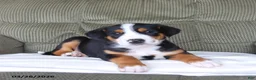 Greater Swiss Mountain Dog dogs for sale: Fiona - Ad 2