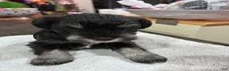 Miniature Schnauzer dogs for sale:  Puppy 2 - Ad 1