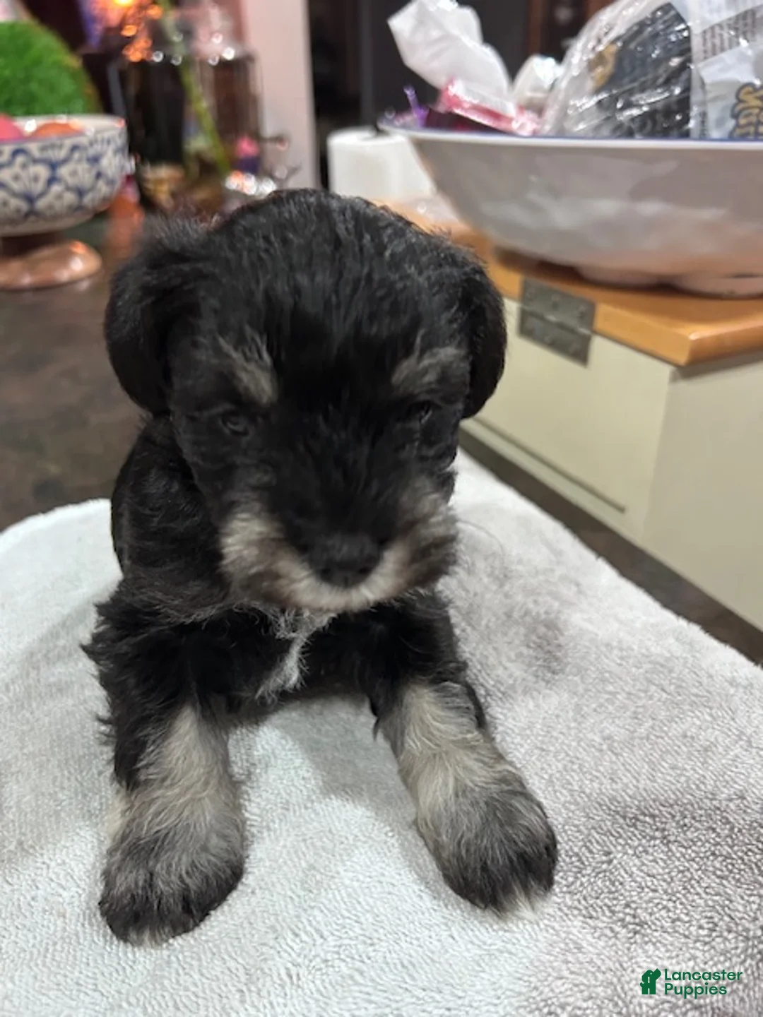 Miniature Schnauzer dogs for sale:  Puppy 2 - Ad 1