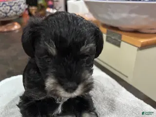 Miniature Schnauzer dogs for sale: Puppy 2 - Ad 3