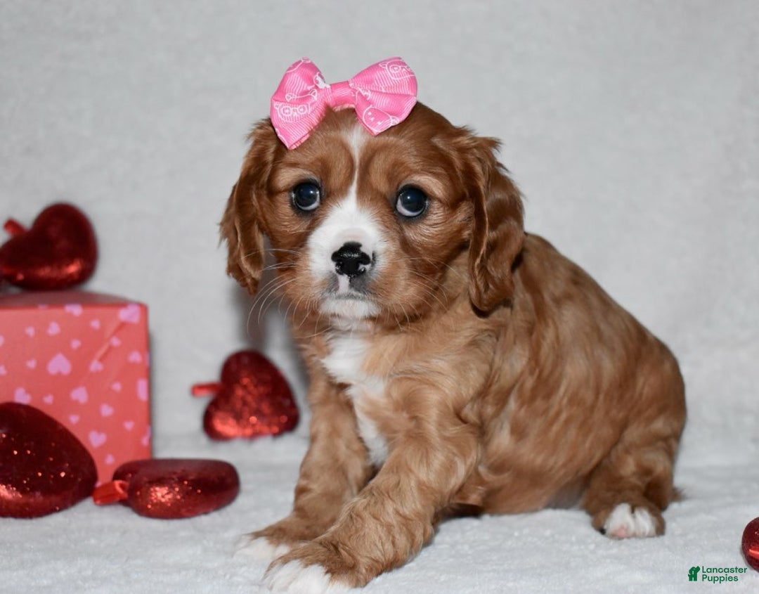 Cavalier King Charles Spaniel dogs for sale: Oona - Ad 5