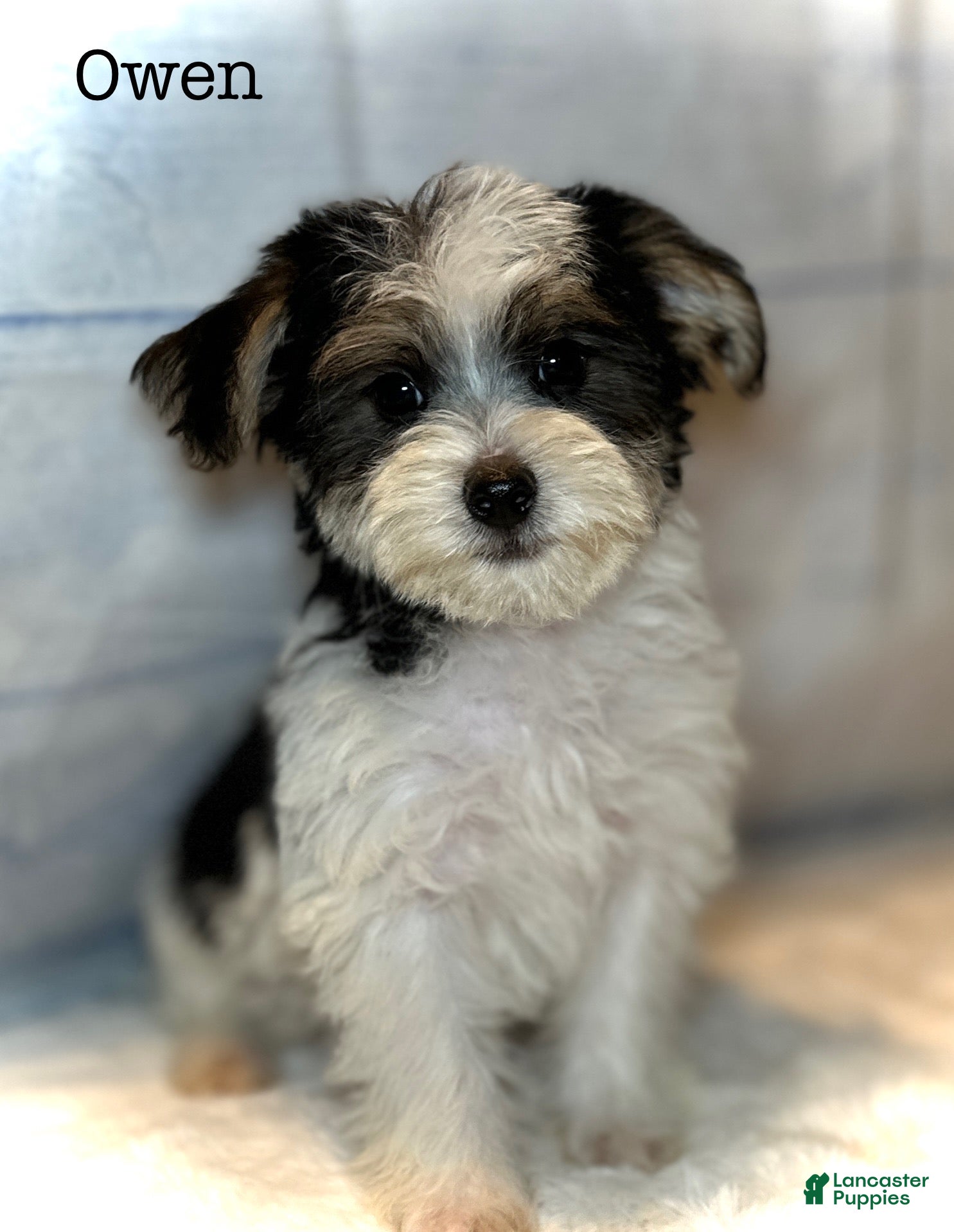 Yorkiepoo dogs Owen - Ad 26