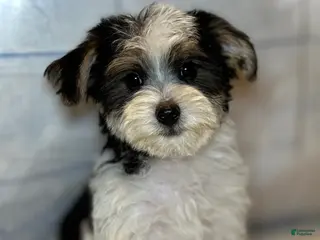 Yorkiepoo dogs Owen - Ad 24