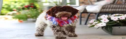 Lagotto Romagnolo dogs for sale: Leo - Ad 7