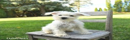 Schnoodle dogs for sale: Everett - Ad 6