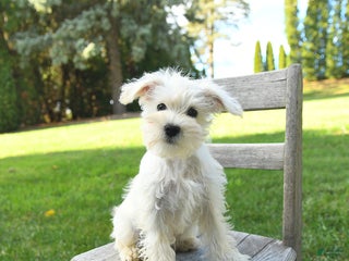 Schnoodle dogs - Ad 1