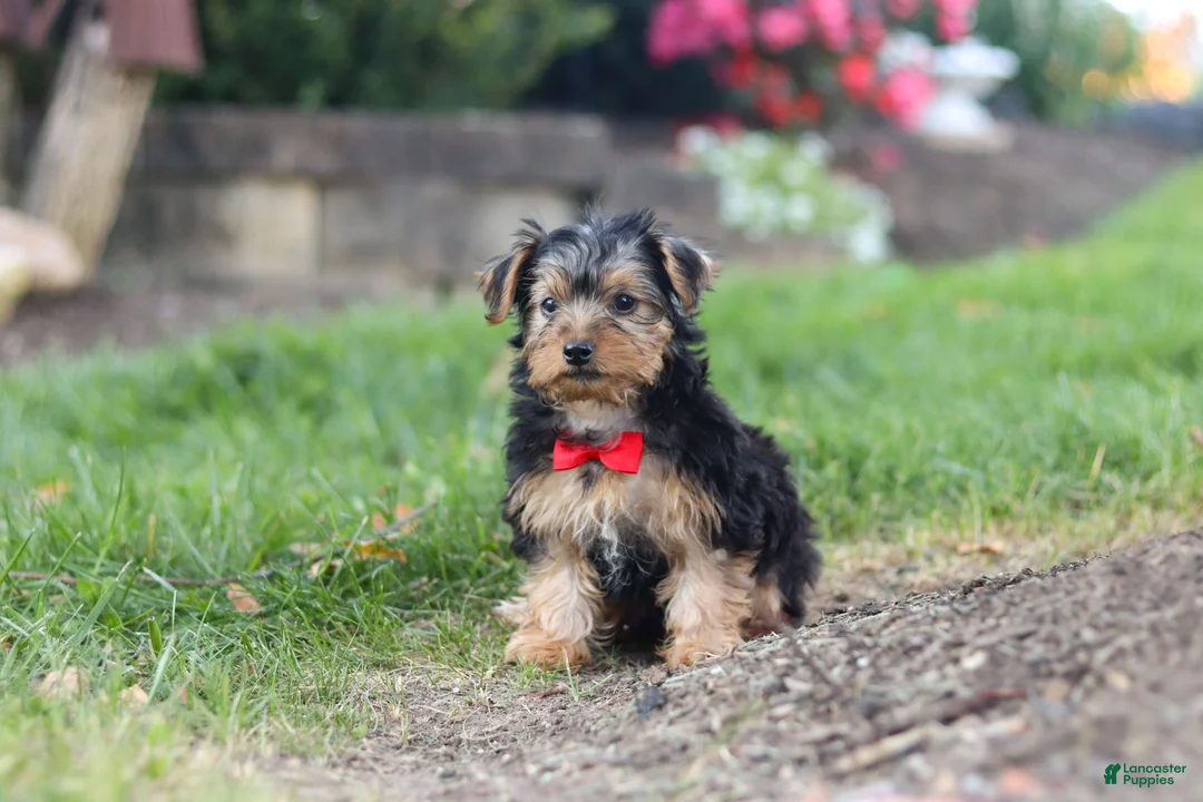 Yorkiepoo dogs for sale: Romeo - Ad 5