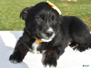 Mixed Breed dogs Marty - Ad 15