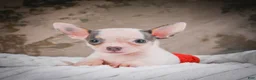 Chihuahua dogs for sale: Lane - Ad 9