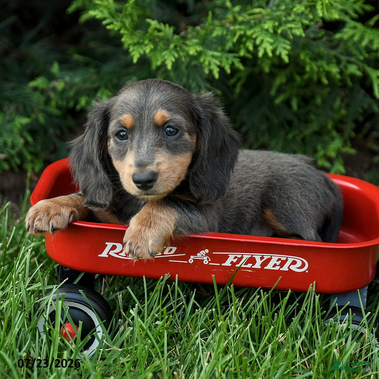 Miniature Dachshund dogs Holly - Ad 1