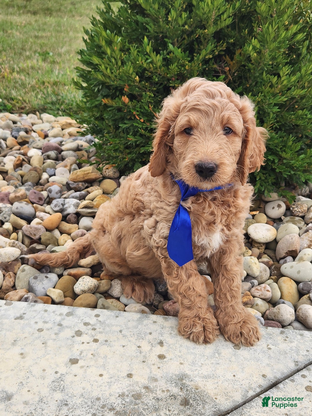 Goldendoodle dogs for sale: Daisy - Ad 19