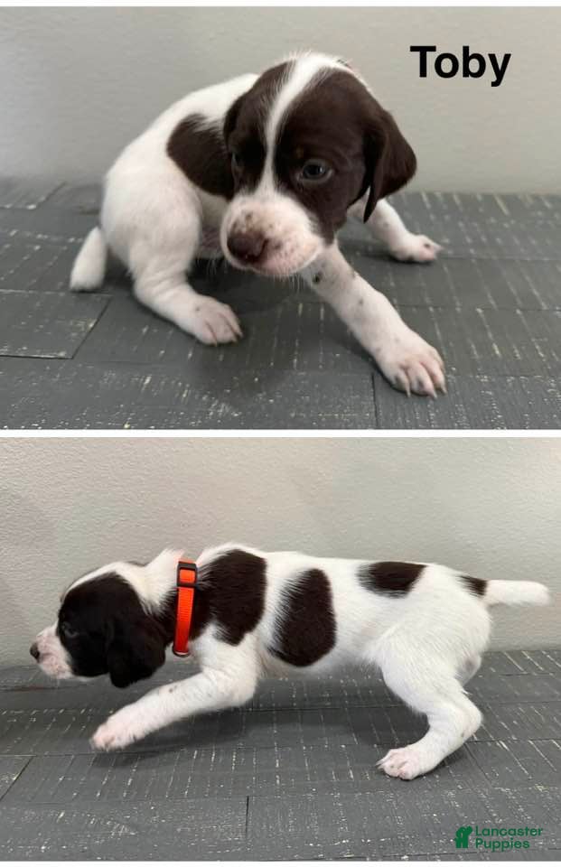 German Shorthaired Pointer dogs Toby - Ad 1