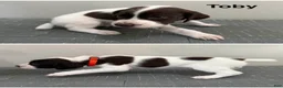 German Shorthaired Pointer dogs for sale: Toby - Ad 1