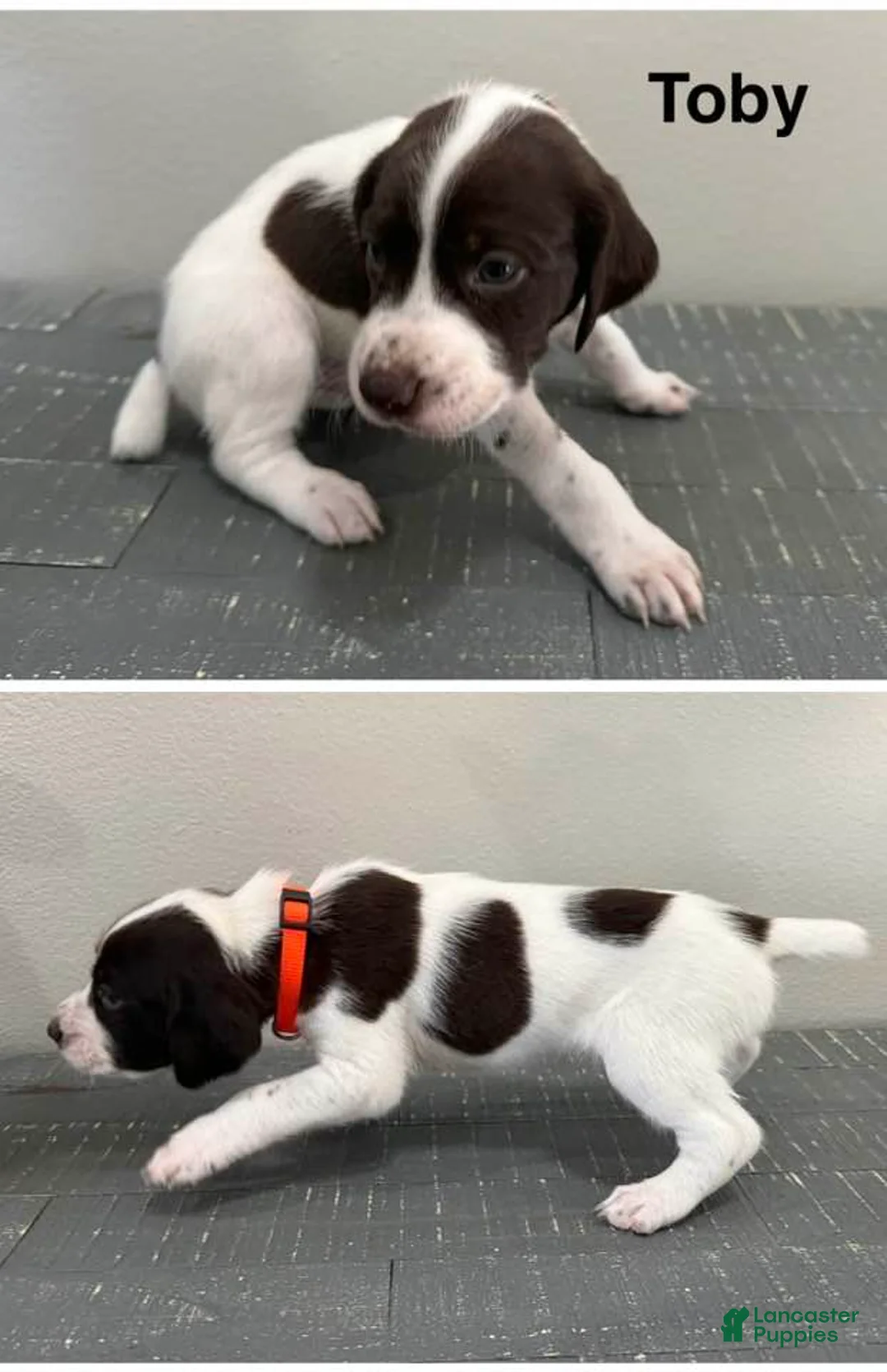 German Shorthaired Pointer dogs for sale: Toby - Ad 1