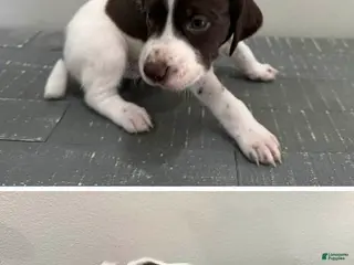 German Shorthaired Pointer dogs for sale: Toby - Ad 2