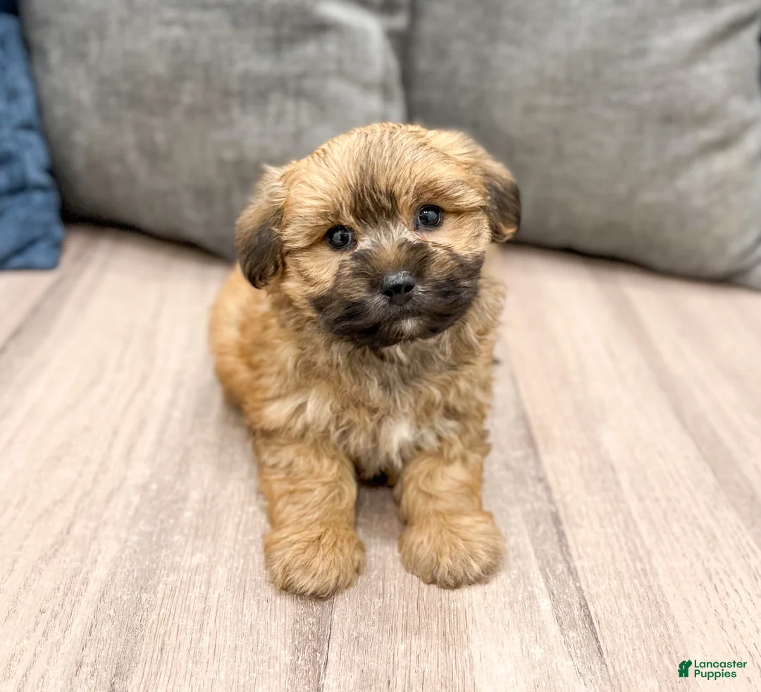 Yochon dogs for sale: Maverick - Ad 2