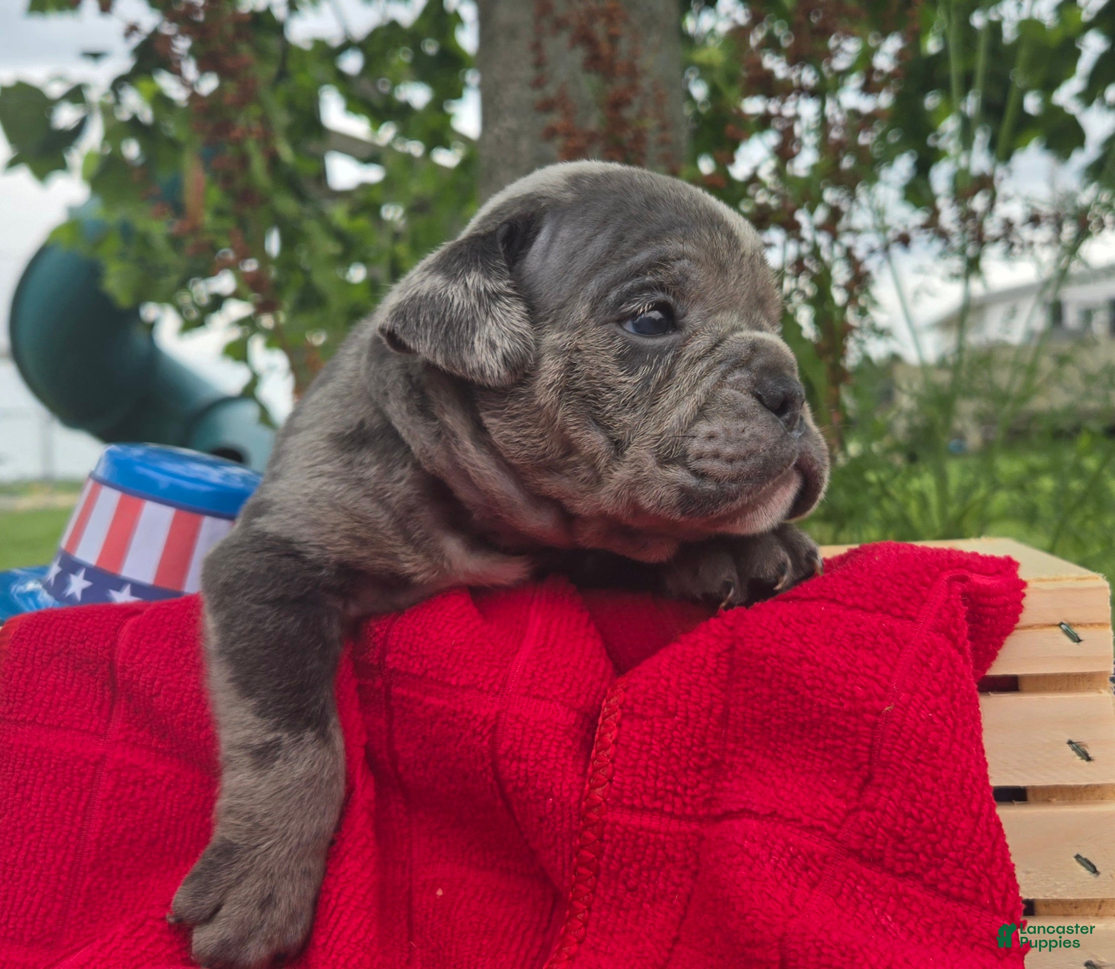 Olde English Bulldogge dogs Zuma - Ad 2