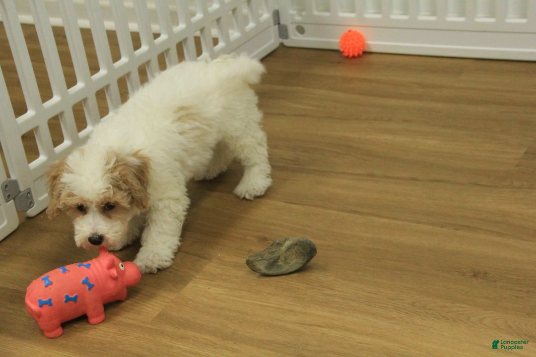 Bichpoo dogs for sale: Rory - Ad 7