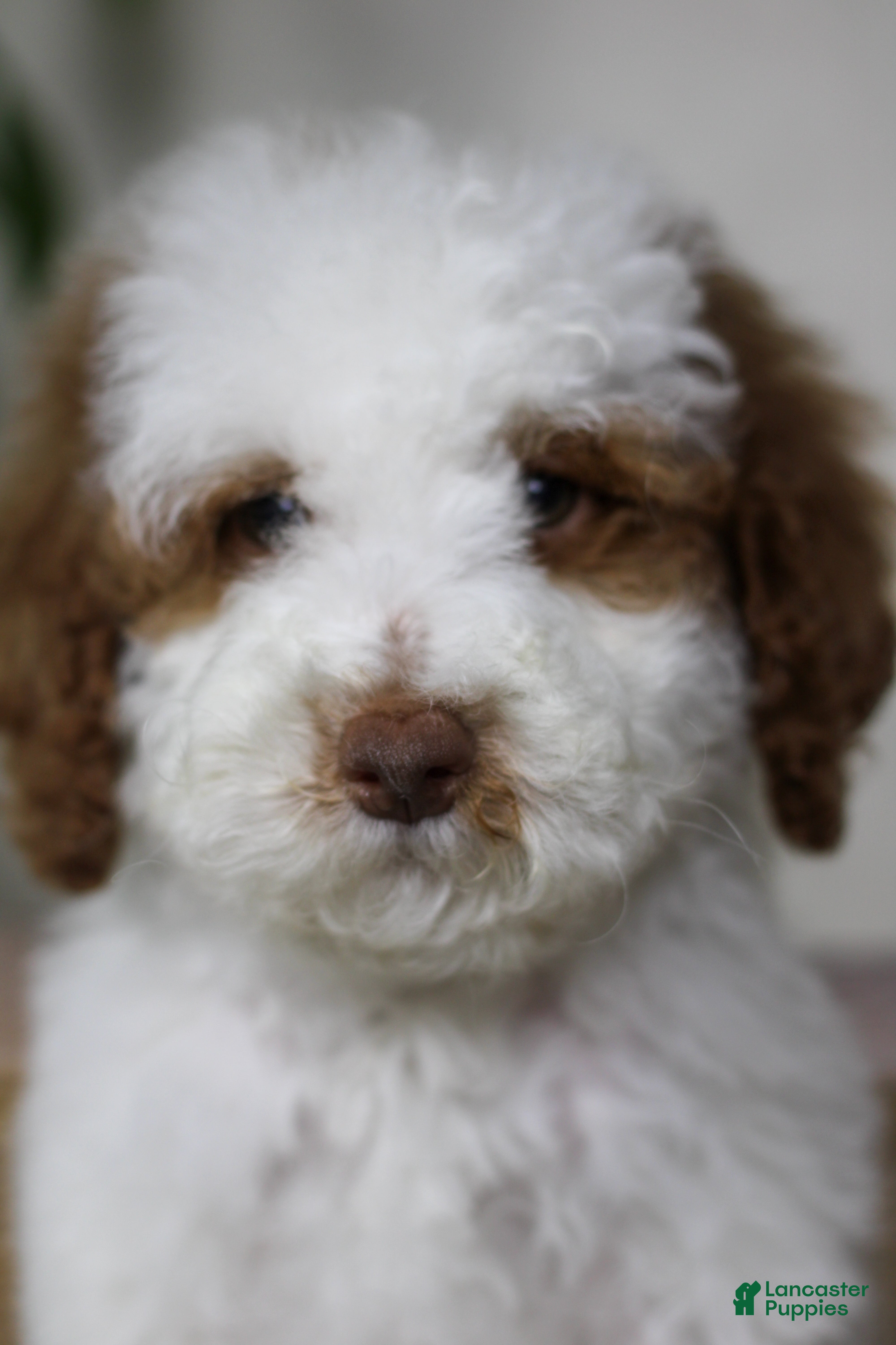 Goldendoodle dogs Sneezy - Ad 2