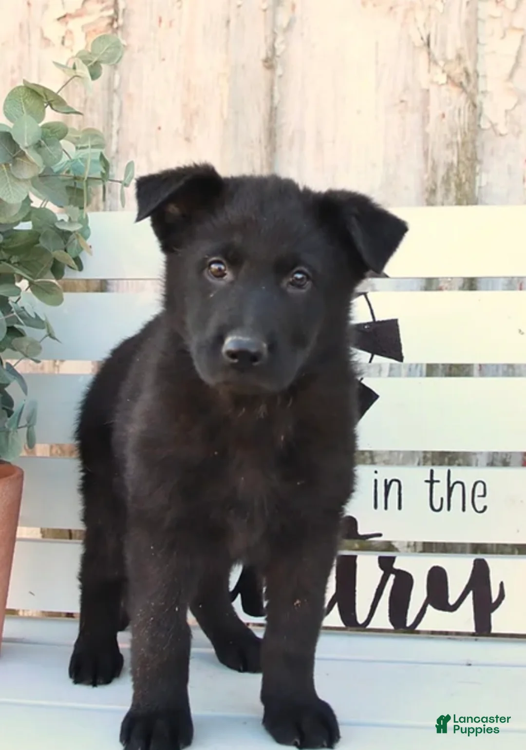 German Shepherd dogs for sale: German Shepherd Puppy 1 - Ad 1