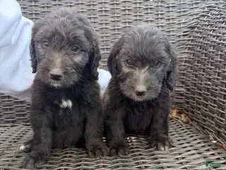 Goldendoodle dogs Goldendoodle Puppy 1 - Ad 34
