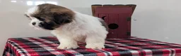 Shih Tzu dogs for sale: Carter  - Ad 7