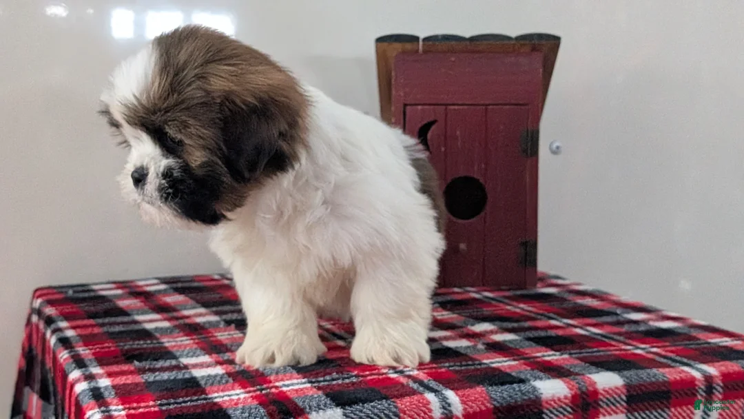 Shih Tzu dogs for sale: Carter  - Ad 7