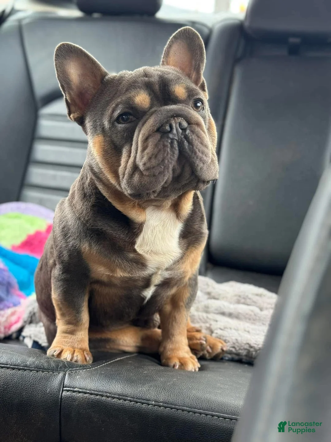 French Bulldog dogs for stud: Mr. Steal Yo Girl “Tinder” Blue  - Ad 7