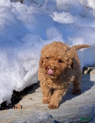 Labradoodle dogs Cocoa - Ad 1