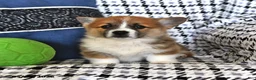 Welsh Corgi Pembroke dogs for sale: Violet - Ad 3