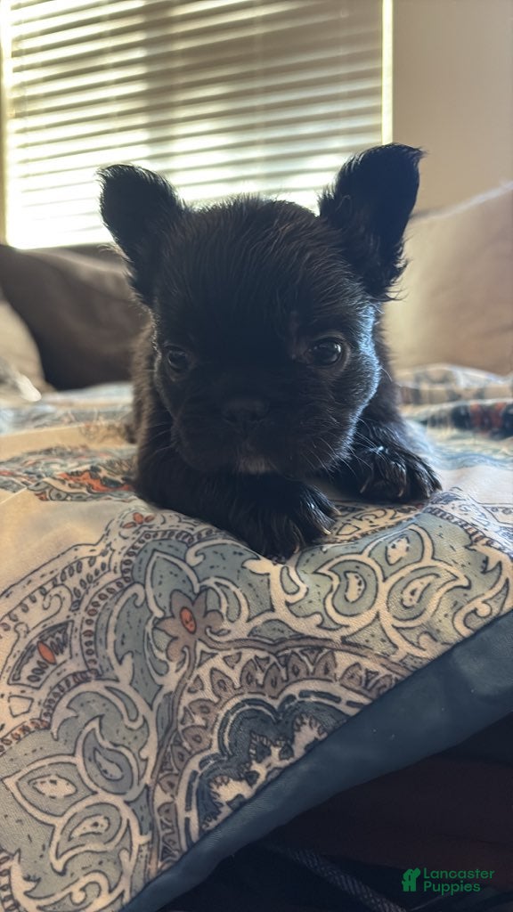 French Bulldog dogs French Bulldog Male 3 - Ad 1
