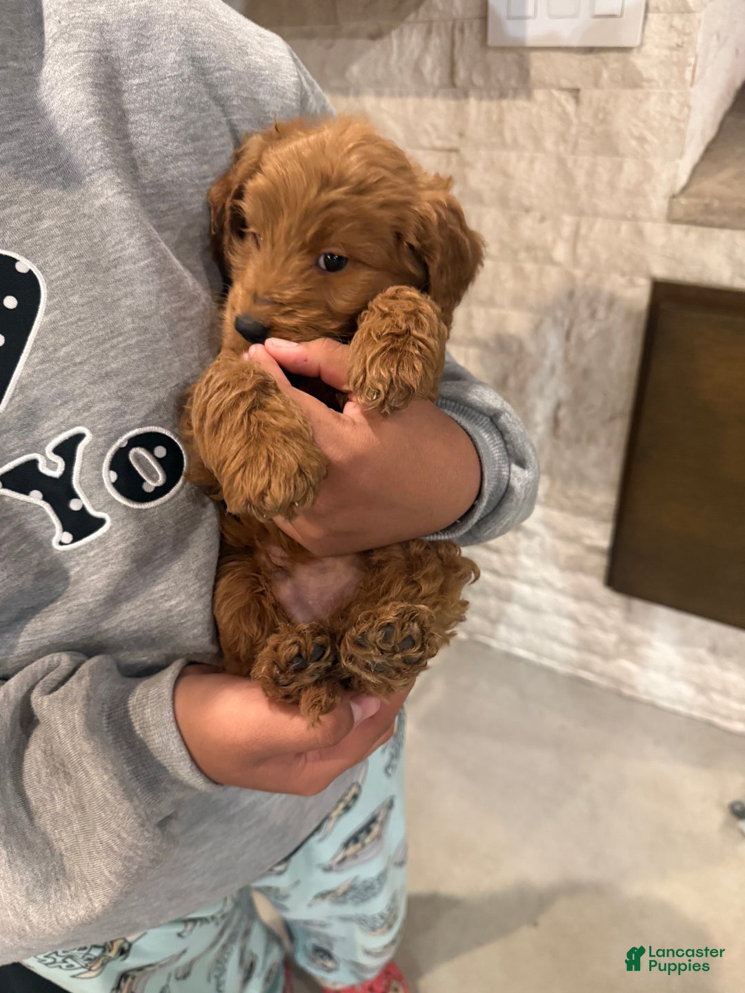 Goldendoodle dogs for sale: Goldendoodle Puppy 1 - Ad 5