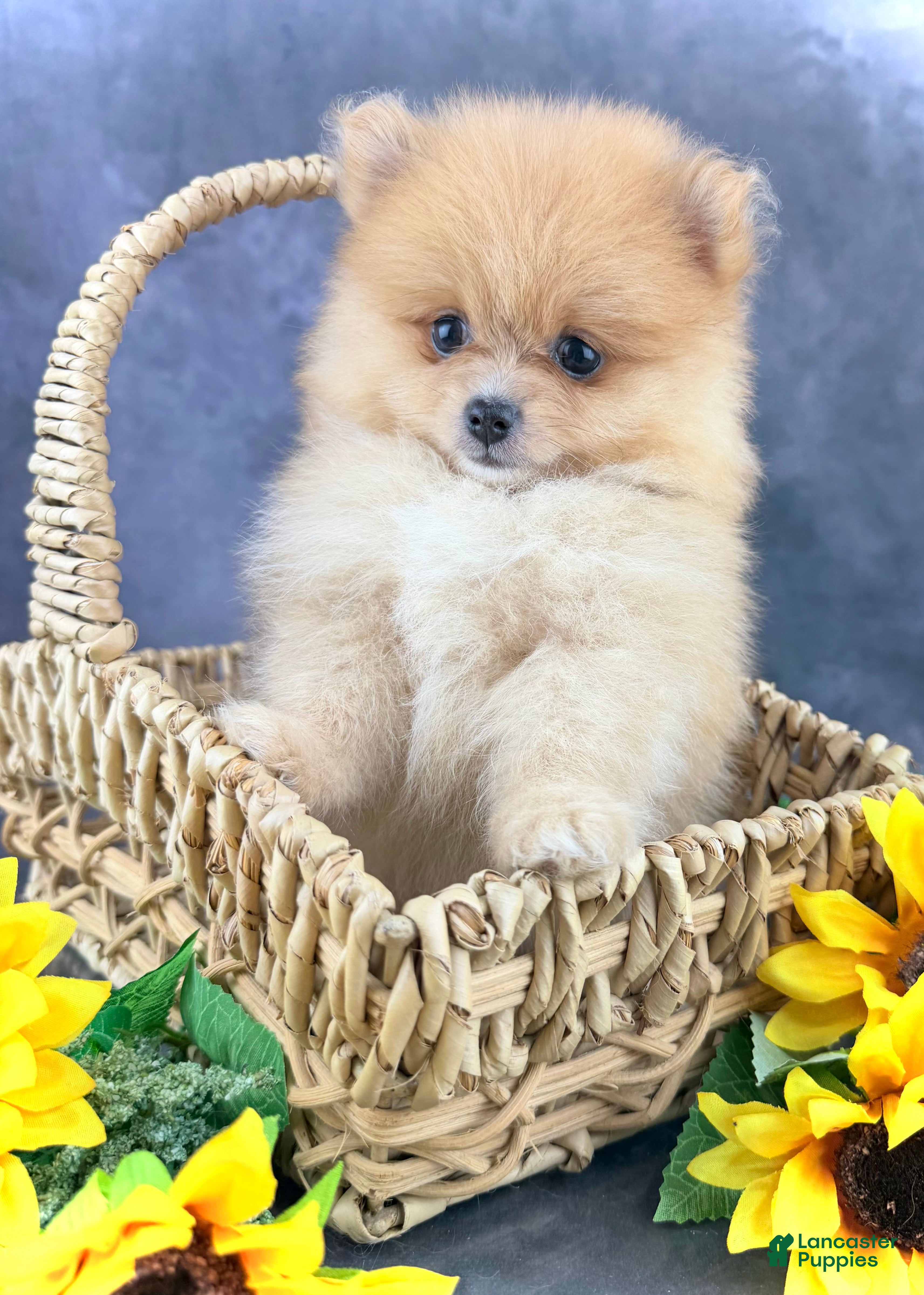Pomeranian dogs Roo - Ad 1
