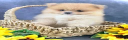 Pomeranian dogs for sale: Roo - Ad 1
